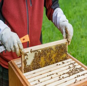 bee keeping