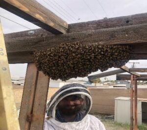 bee removal near me